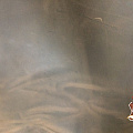 Кожа натуральная КРС Крейзи-Хорс темно-коричневая 1,3-1,5мм